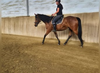 Thoroughbred, Mare, 12 years, 16 hh, Brown