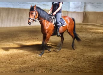 Thoroughbred, Mare, 12 years, 16 hh, Brown
