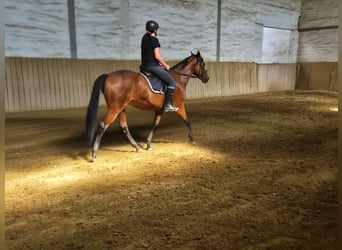 Thoroughbred, Mare, 12 years, 16 hh, Brown