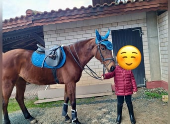 Englisches Vollblut, Stute, 12 Jahre, 16 hh, Brauner