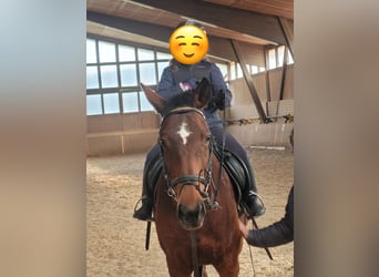 Englisches Vollblut, Stute, 12 Jahre, 16 hh, Brauner