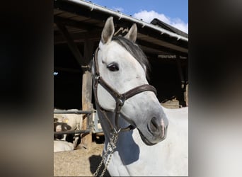 Thoroughbred, Mare, 12 years, 16 hh, Gray