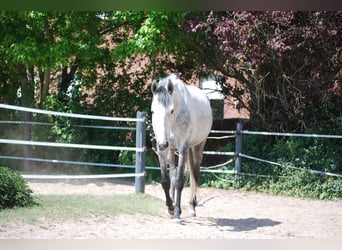 Thoroughbred, Mare, 12 years, 16 hh, Grey-Dapple