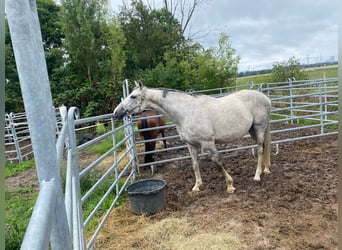 Thoroughbred, Mare, 12 years, 16 hh