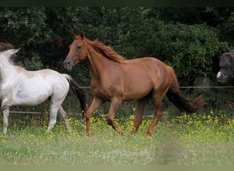 Englisches Vollblut, Stute, 12 Jahre, 16 hh, Rotfuchs