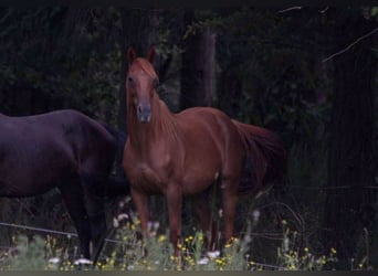 Englisches Vollblut, Stute, 12 Jahre, 16 hh, Rotfuchs