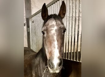 Thoroughbred, Mare, 13 years, 14,2 hh, Brown