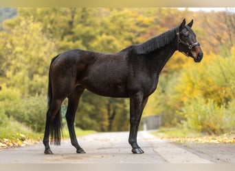 Thoroughbred, Mare, 13 years, 15.1 hh, Bay-Dark