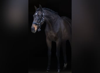 Thoroughbred, Mare, 13 years, 15,2 hh, Bay-Dark