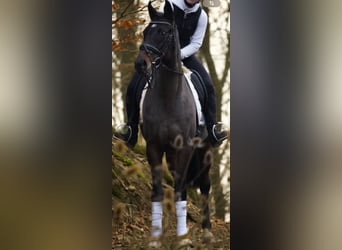 Thoroughbred, Mare, 13 years, 15,2 hh, Bay-Dark