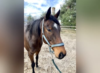 Thoroughbred, Mare, 13 years, 15.2 hh, Brown