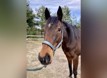 Thoroughbred, Mare, 13 years, 15.2 hh, Brown