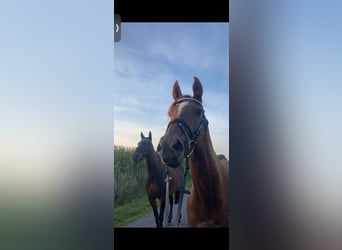 Thoroughbred, Mare, 13 years, 15,2 hh, Chestnut-Red