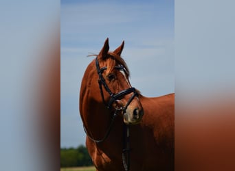 Thoroughbred, Mare, 13 years, 15,2 hh, Chestnut-Red