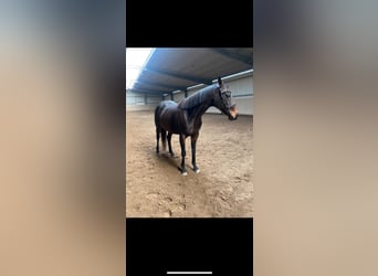 Thoroughbred, Mare, 13 years, 15,2 hh