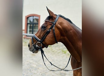 Thoroughbred, Mare, 13 years, 15 hh, Brown