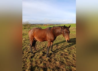 Thoroughbred, Mare, 13 years, 15,2 hh, Brown