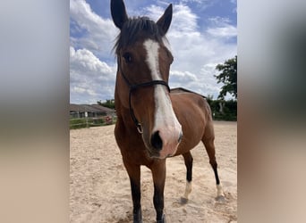 Thoroughbred, Mare, 13 years, 15,2 hh, Brown