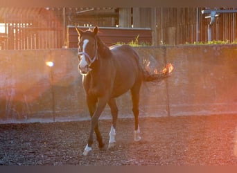 Thoroughbred, Mare, 13 years, 15,2 hh, Brown