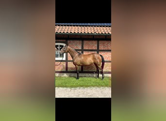 Thoroughbred, Mare, 13 years, 16 hh, Brown