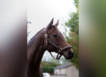 Thoroughbred, Mare, 13 years, 16 hh, Brown