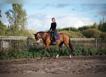 Thoroughbred, Mare, 13 years, 16 hh, Brown