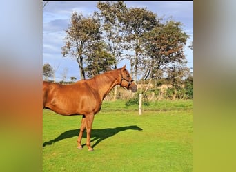 Thoroughbred, Mare, 13 years, 16 hh, Chestnut-Red