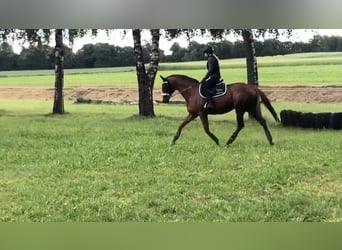 Thoroughbred, Mare, 13 years, 16 hh, Chestnut-Red