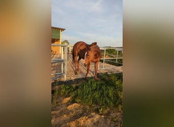 Thoroughbred, Mare, 13 years, 16 hh, Chestnut-Red