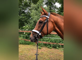 Thoroughbred, Mare, 13 years, 16 hh, Chestnut-Red