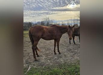 Thoroughbred, Mare, 13 years, 16 hh, Chestnut