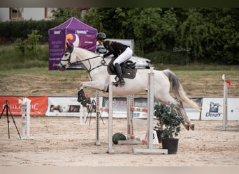 Thoroughbred, Mare, 13 years, 16 hh, Grey