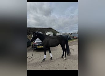 Thoroughbred, Mare, 13 years, 17 hh, Bay-Dark