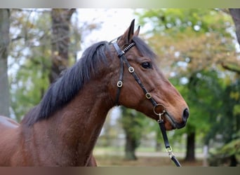 Thoroughbred, Mare, 13 years, Brown