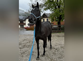 Thoroughbred, Mare, 14 years, 15.2 hh, Black