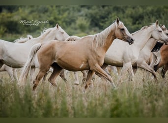 Thoroughbred, Mare, 14 years, 15.3 hh, Palomino