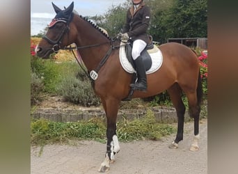 Thoroughbred, Mare, 14 years, 15,2 hh, Bay-Dark