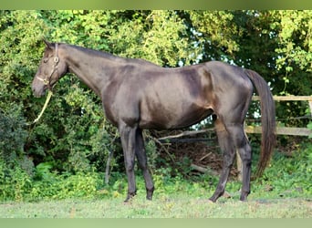 Thoroughbred, Mare, 14 years, 16.1 hh, Black