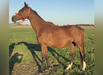 Thoroughbred, Mare, 14 years, 16 hh, Bay