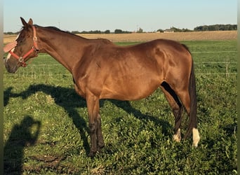 Thoroughbred, Mare, 14 years, 16 hh, Bay