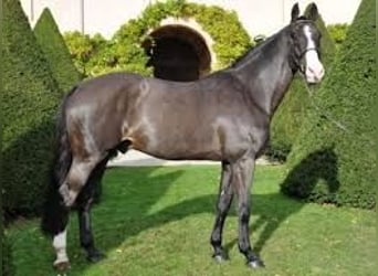 Thoroughbred, Mare, 14 years, 16 hh, Bay