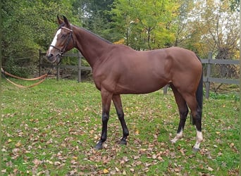 Thoroughbred, Mare, 14 years, 16 hh, Bay