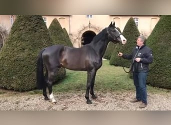 Thoroughbred, Mare, 14 years, 16 hh, Bay