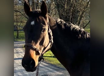 Thoroughbred, Mare, 14 years, 16 hh, Bay-Dark