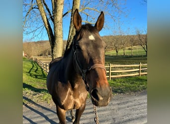 Thoroughbred, Mare, 14 years, 16 hh, Bay-Dark