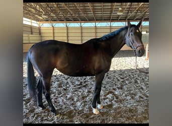 Thoroughbred, Mare, 14 years, 16 hh, Bay-Dark