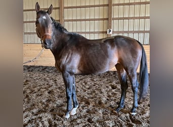 Thoroughbred, Mare, 14 years, 16 hh, Bay-Dark