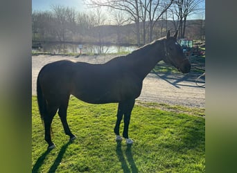 Thoroughbred, Mare, 14 years, 16 hh, Bay-Dark