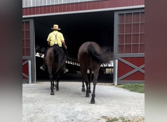 Thoroughbred, Mare, 14 years, 16 hh, Bay-Dark