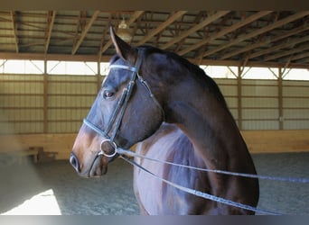 Thoroughbred, Mare, 14 years, 16 hh, Bay-Dark
